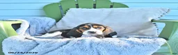 Basset Hound dogs for sale: Lexie - Ad 1