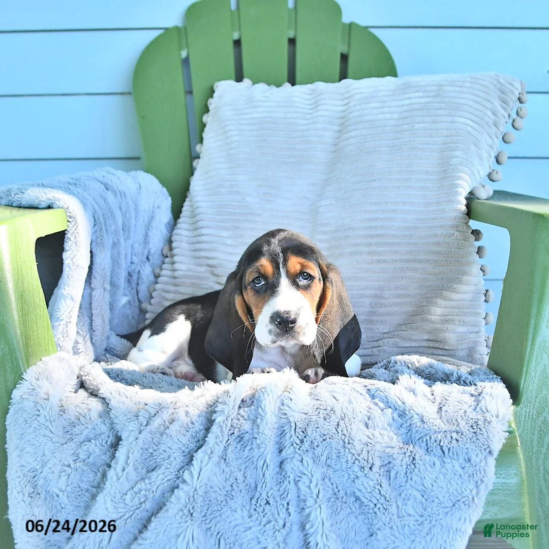 Basset Hound dogs for sale: Lexie - Ad 1