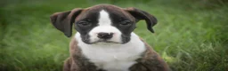 Boxer dogs for sale: Zane - Ad 4