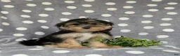 Morkie dogs for sale: Rafe 6 lbs Full Grown - Ad 3