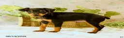 Miniature Pinscher dogs for sale: Rodney - Ad 5