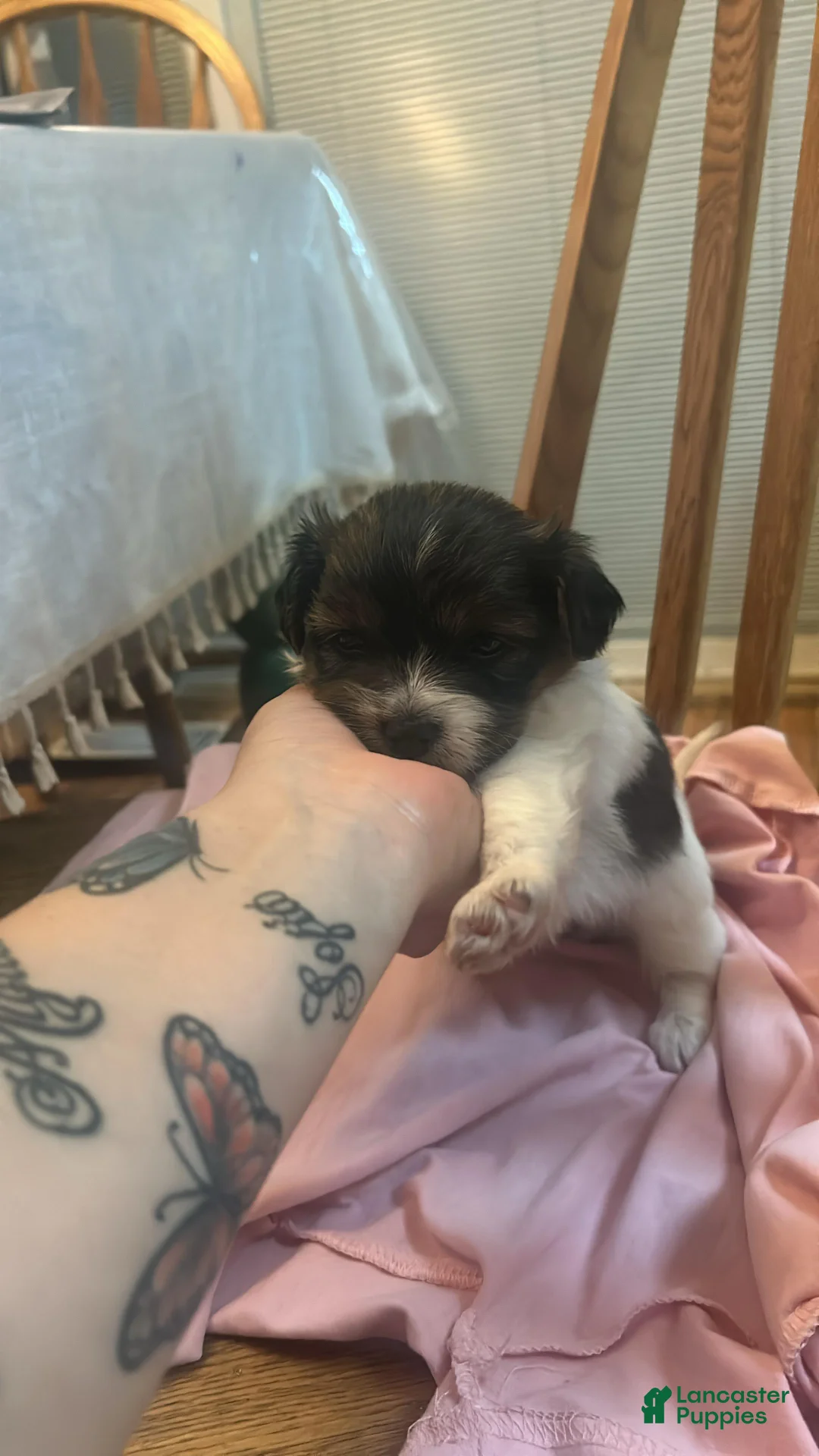 Shihpoo dogs for sale: Shihpoo Puppy 3 - Ad 2