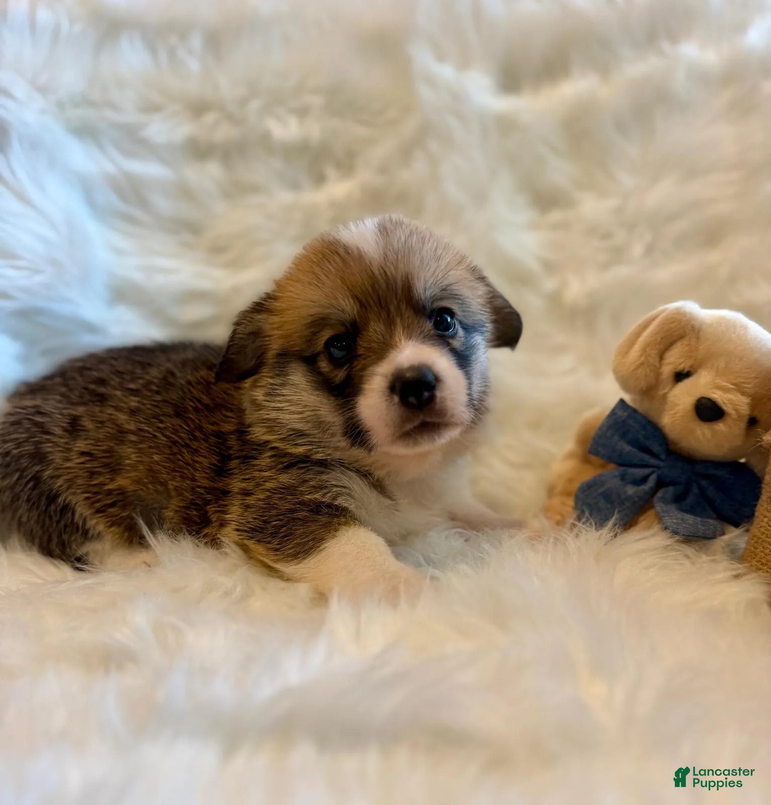 Welsh Corgi Pembroke dogs Franco - Ad 2