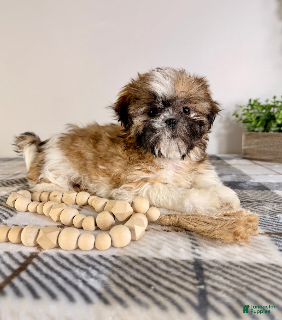 Shih Tzu dogs for sale: AKC Sassy - Ad 2