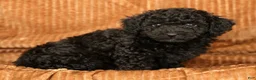 Toy Poodle dogs for sale: Demi - Ad 9