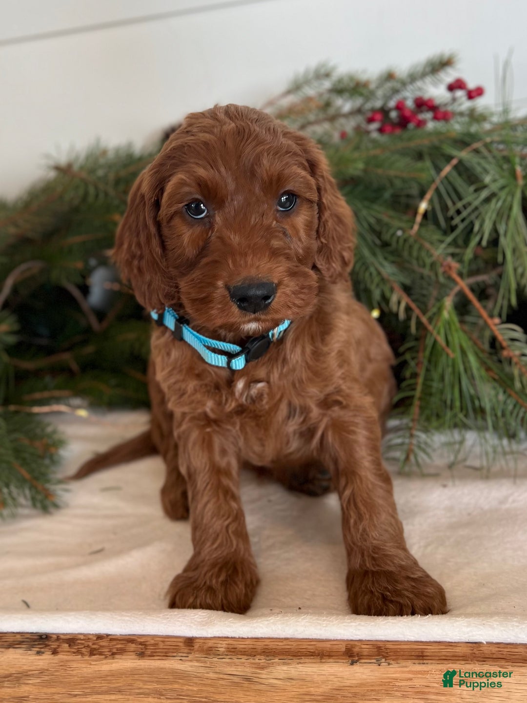Irish Doodle dogs for sale: Garrett - Ad 8