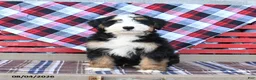 Mini Bernedoodle dogs for sale: Spike - Ad 3