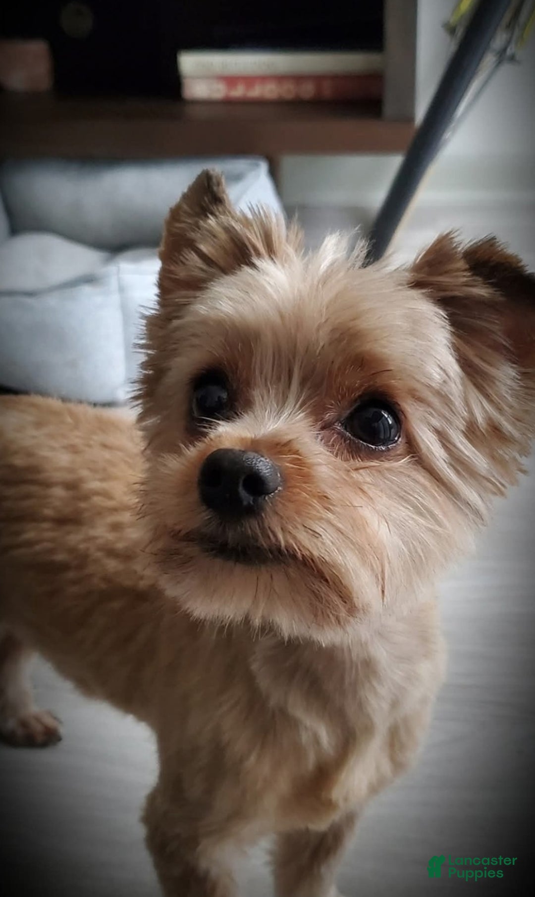 Mixed Breed dogs for sale: Miracle  - Ad 7