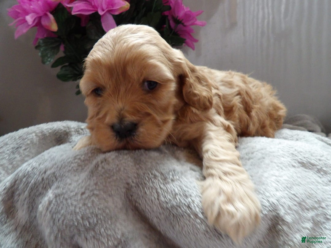 Gallery Image {{count}}