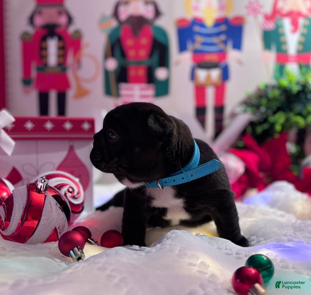 French Bulldog dogs for sale: French Bulldog Puppy 1 - Ad 7