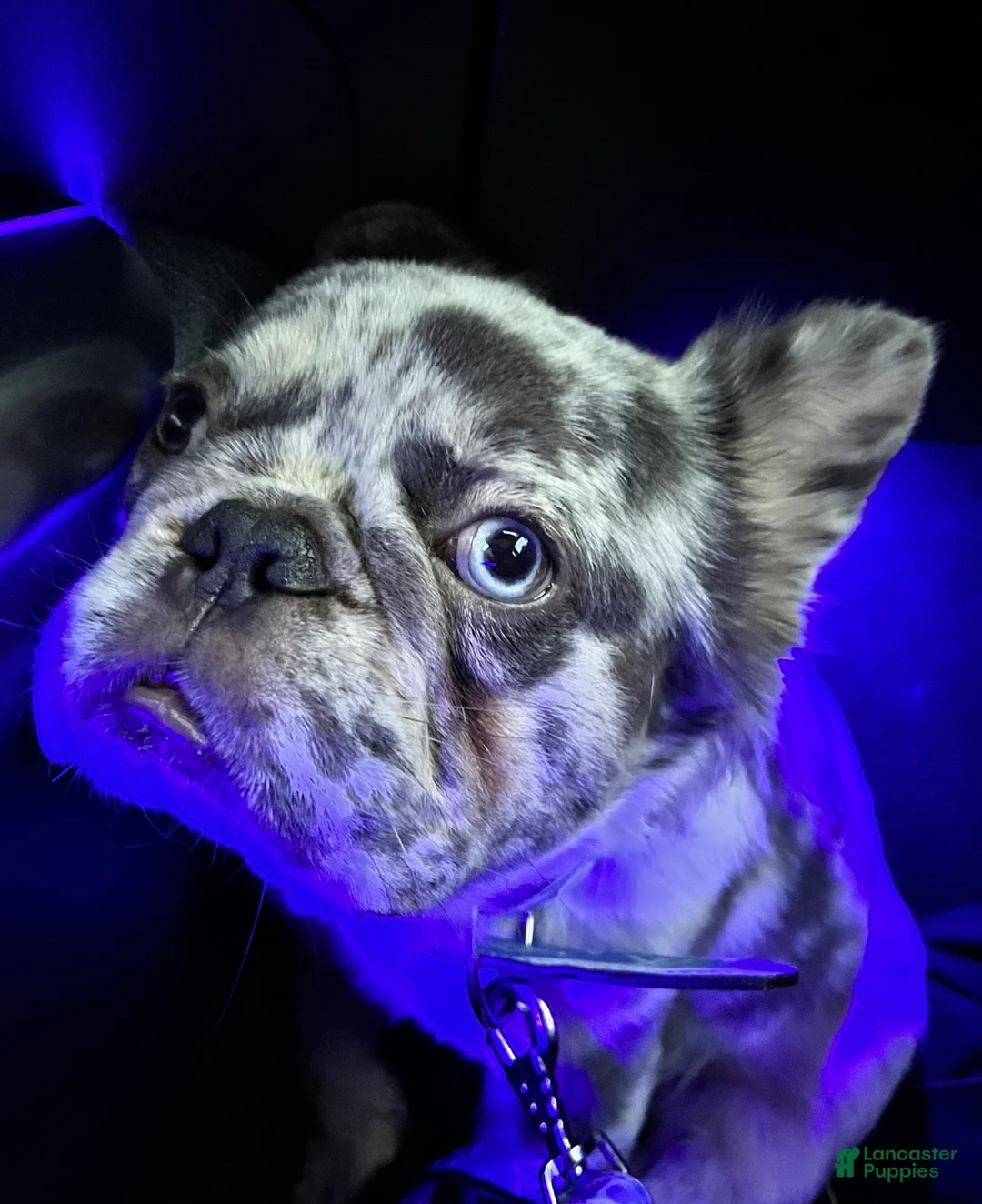French Bulldog dogs for stud: Dinero - Ad 8