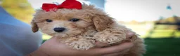 Bichpoo dogs for sale: Nixie🩷  - Ad 11