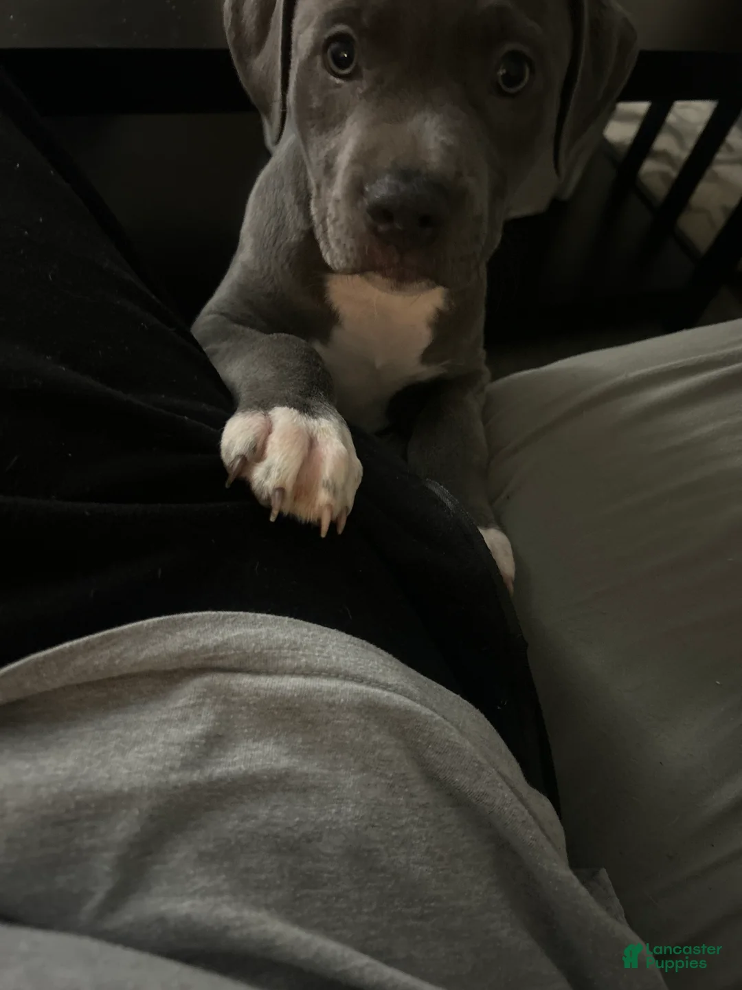 American Pit Bull Terrier dogs for sale: American Pit Bull Terrier Puppy 2 - Ad 2