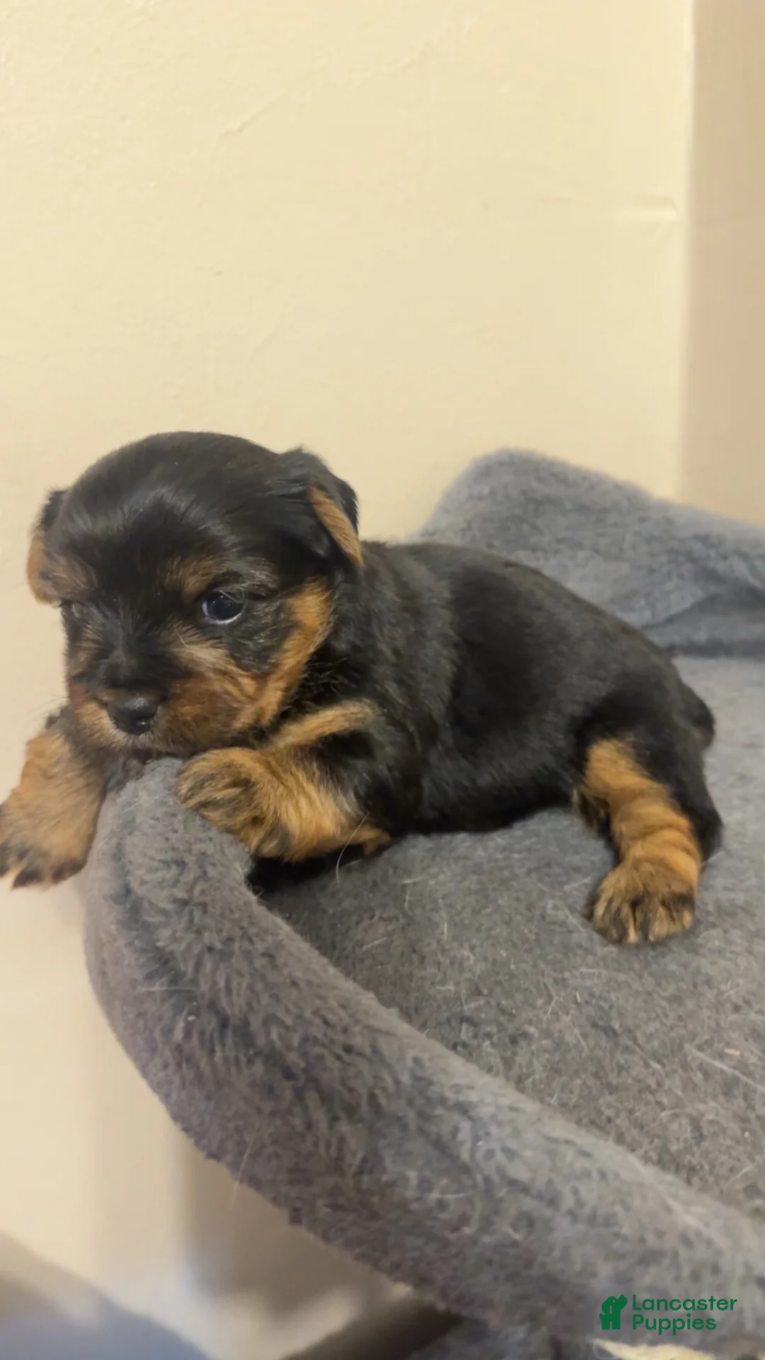 Yorkshire Terrier dogs for sale: Yorkshire Terrier Female - Ad 1