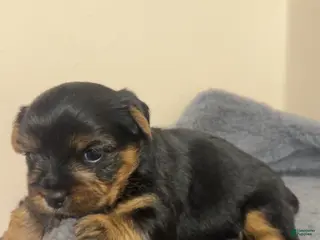 Yorkshire Terrier dogs Yorkshire Terrier Female - Ad 14