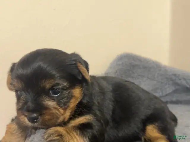 Yorkshire Terrier dogs Yorkshire Terrier Female - Ad 30
