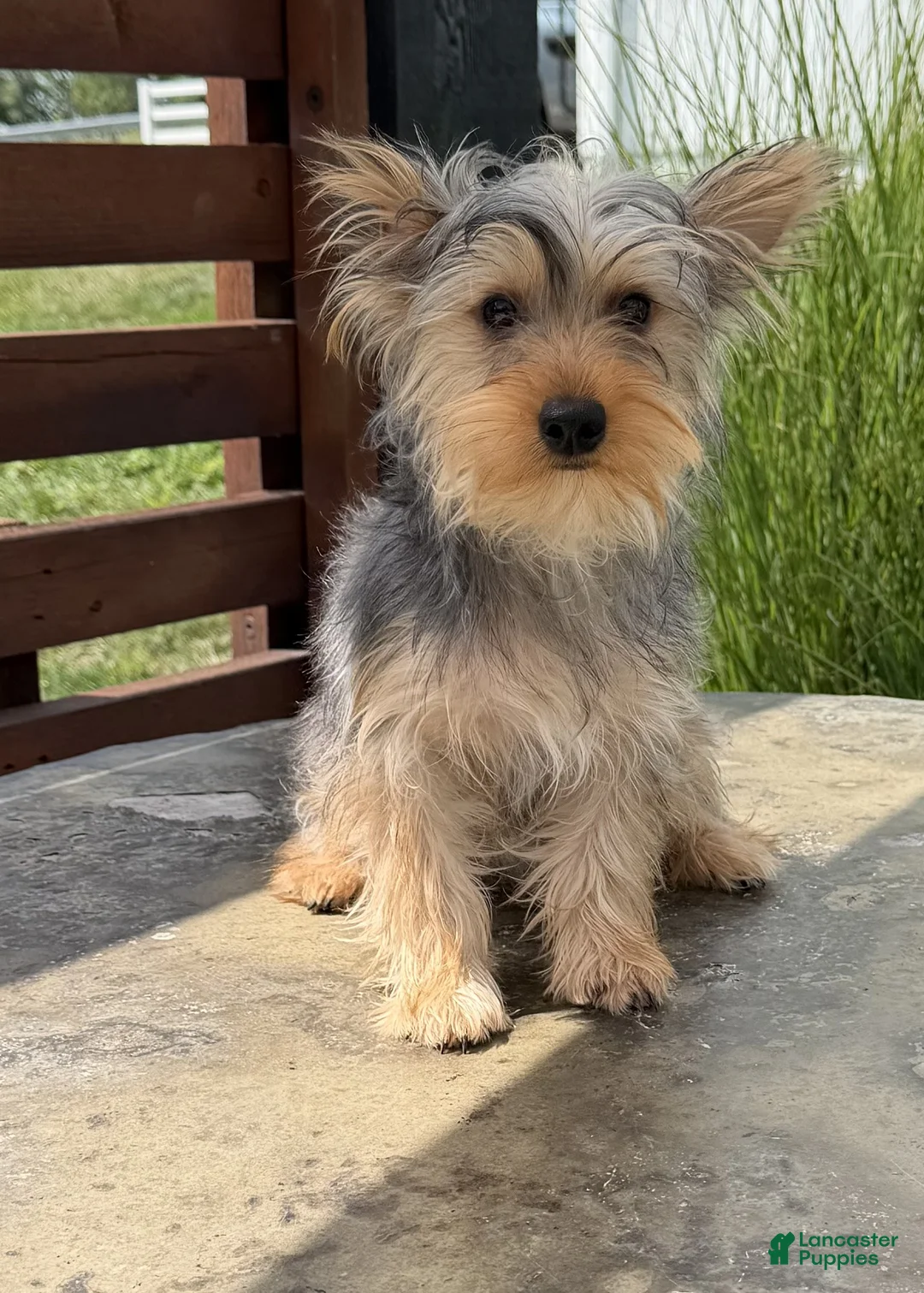 Yorkshire Terrier dogs for sale: Anita - Ad 2