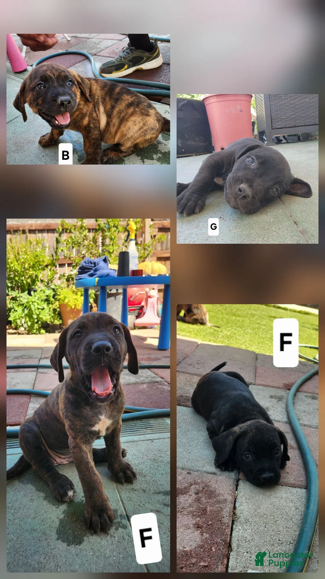 Mixed Breed dogs for sale: Mixed Breed 5 - Ad 5
