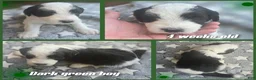 Sheepadoodle dogs for sale: Hibiscus- green collar  - Ad 3