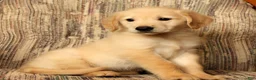 Golden Retriever dogs for sale: Rocky - Ad 4