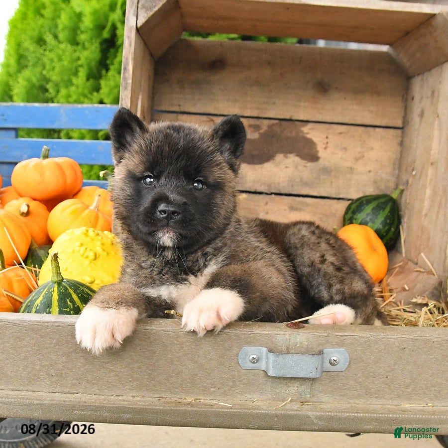Akita dogs Nakoda - Ad 2
