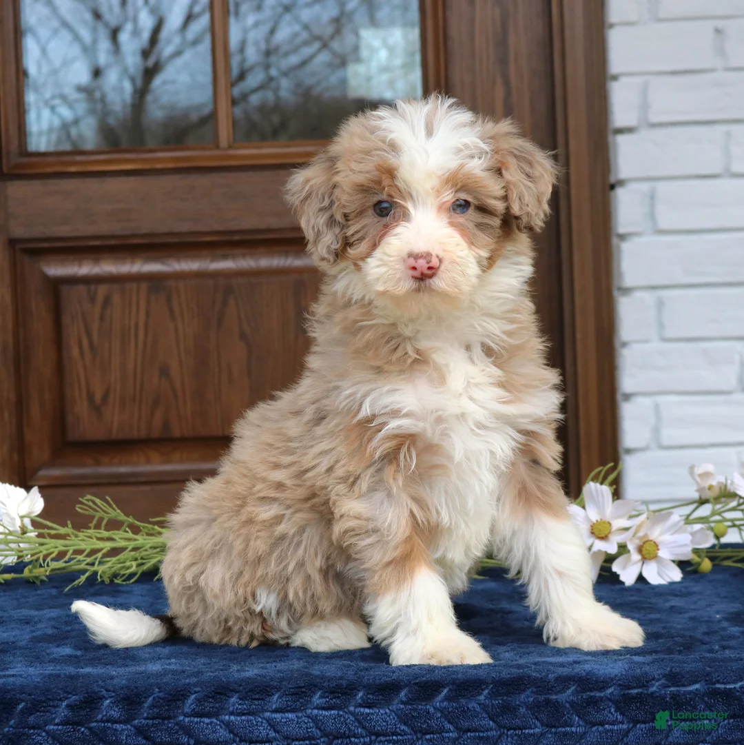 Mini Bernedoodle dogs for sale: Violet  - Ad 2