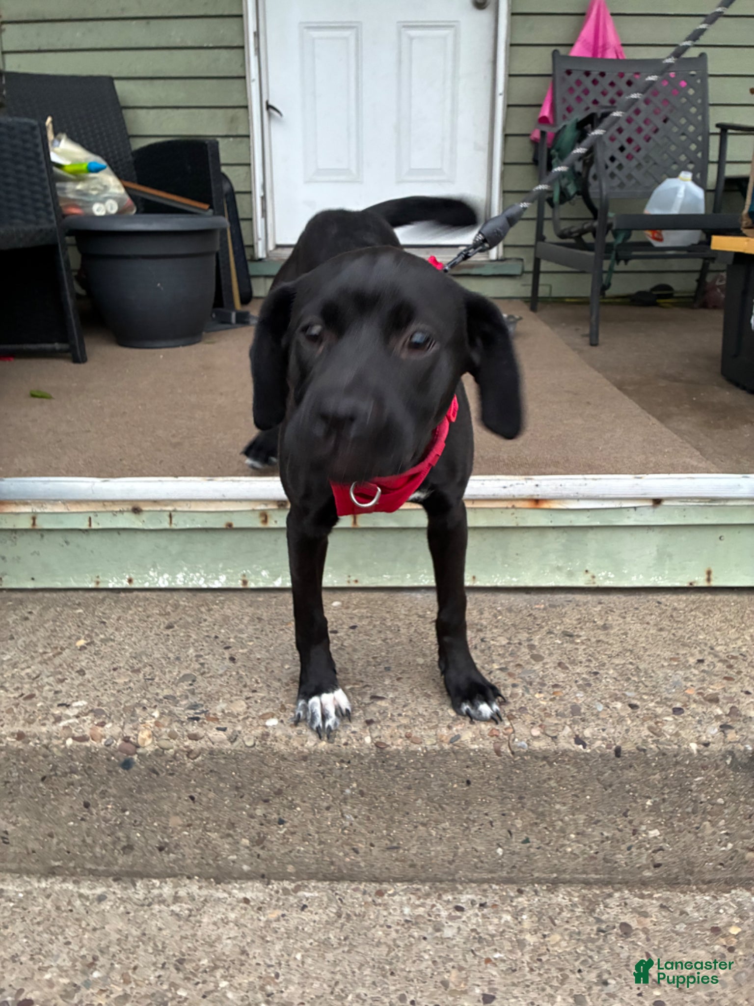 Mixed Breed dogs for sale: Kanesley - Ad 26