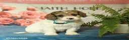 Cavapoo dogs for sale: Max - Ad 2