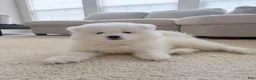Samoyed dogs for sale: Samoyed Puppy 3 - Ad 4