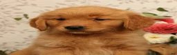 Golden Retriever dogs for sale: Hansel - Ad 9