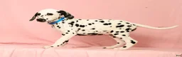 Dalmatian dogs for sale: Keno - Ad 4