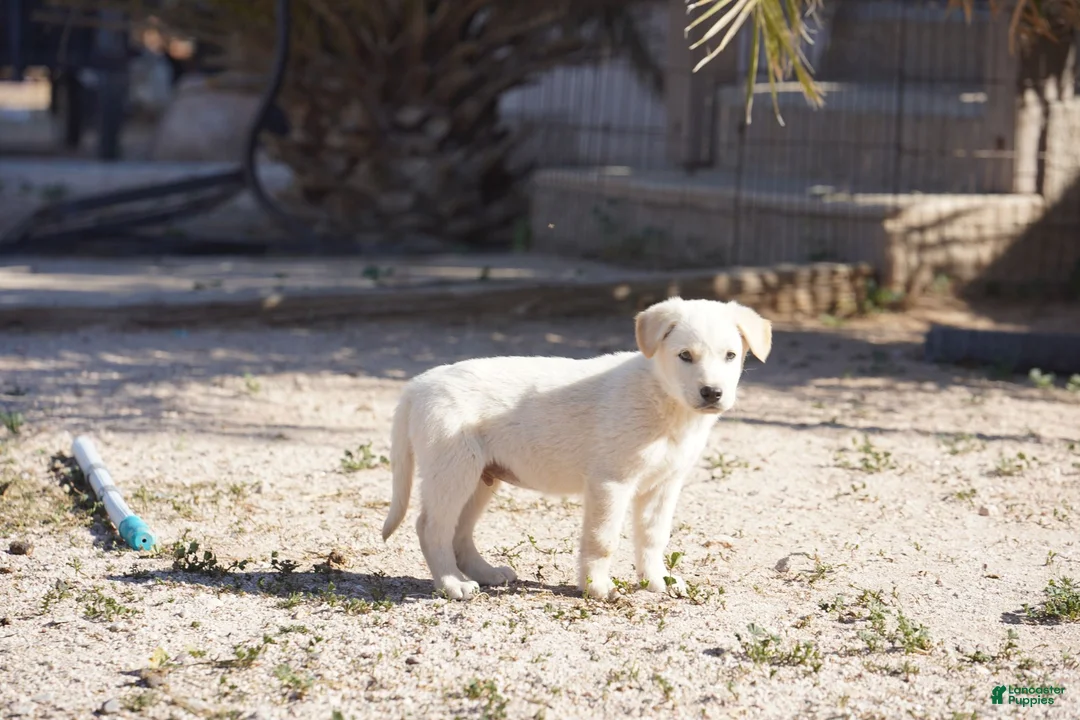 Mixed Breed dogs for sale: Toes M Lorek - Ad 1