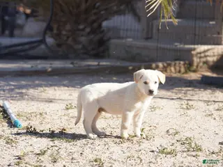 Mixed Breed dogs Toes M Lorek - Ad 39