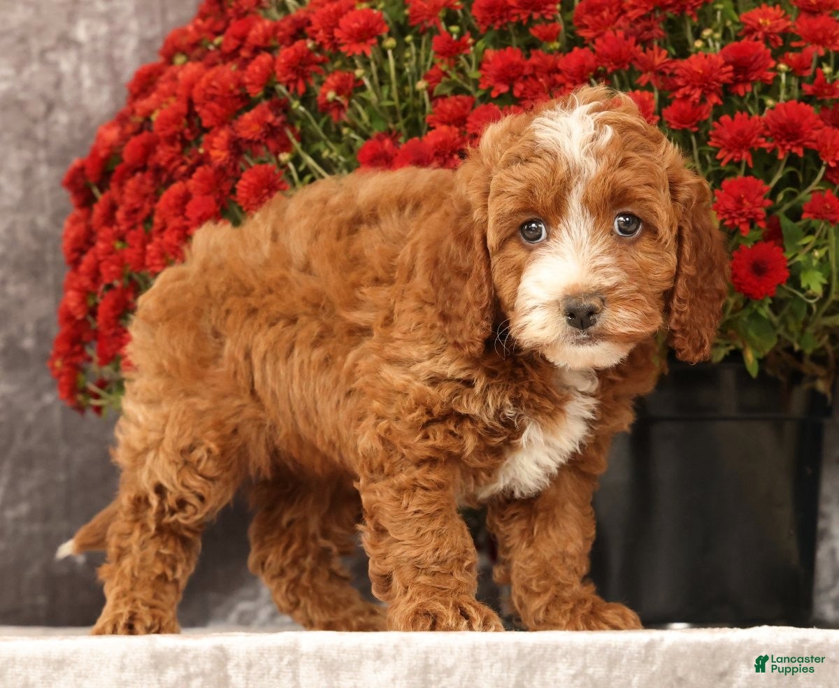 Cavapoo dogs for sale: Sierra - Ad 2