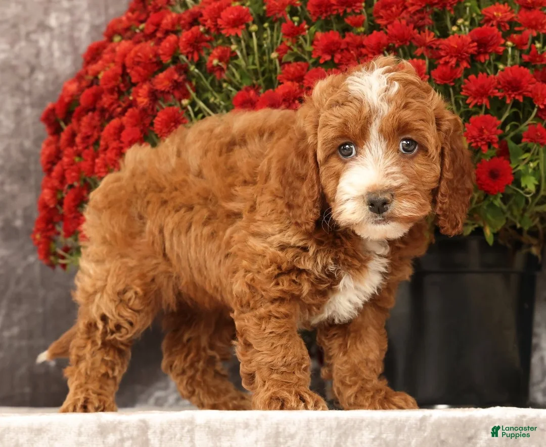 Cavapoo dogs for sale: Sierra - Ad 2