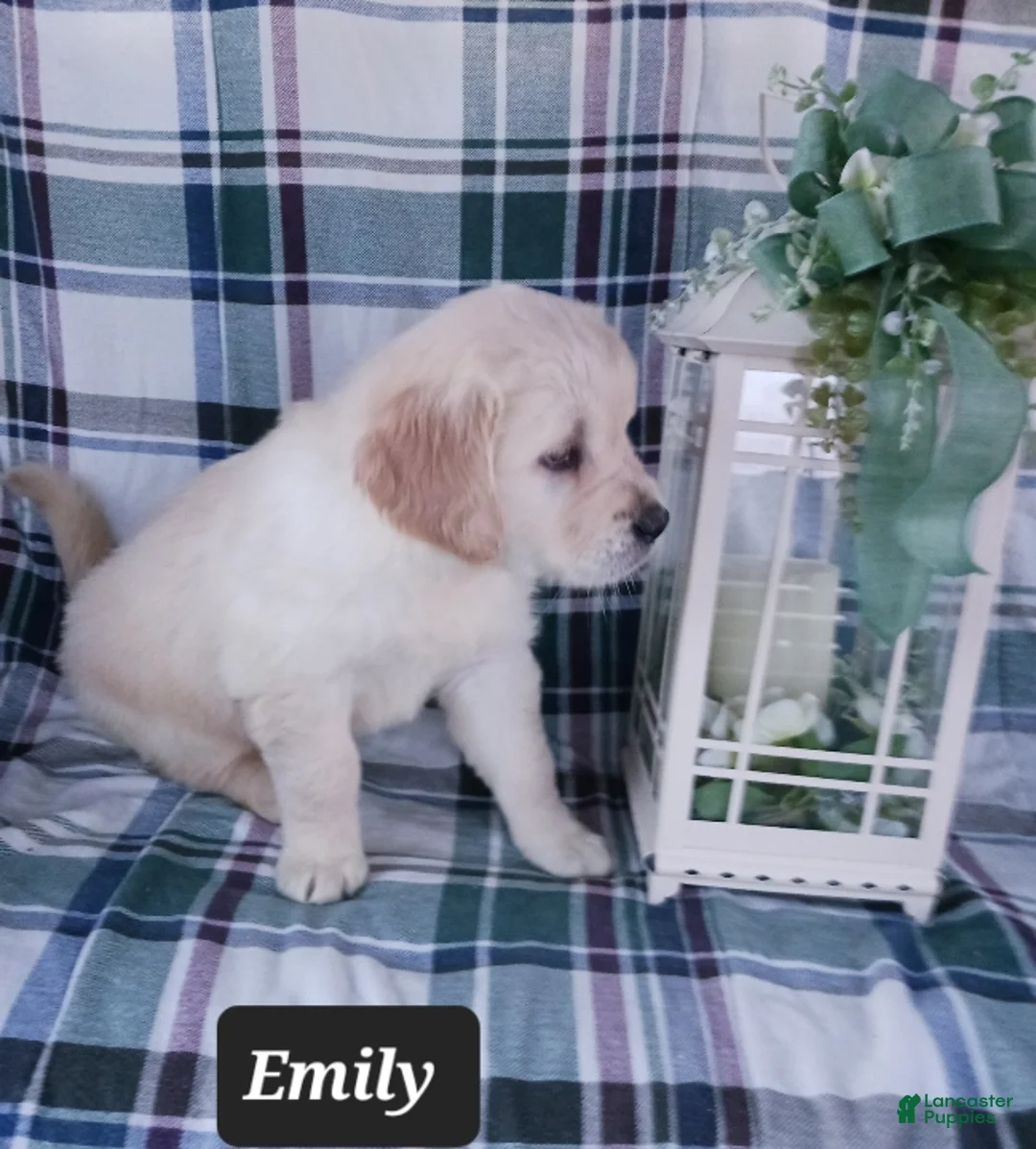 Golden Retriever dogs for sale: Emily - Ad 2