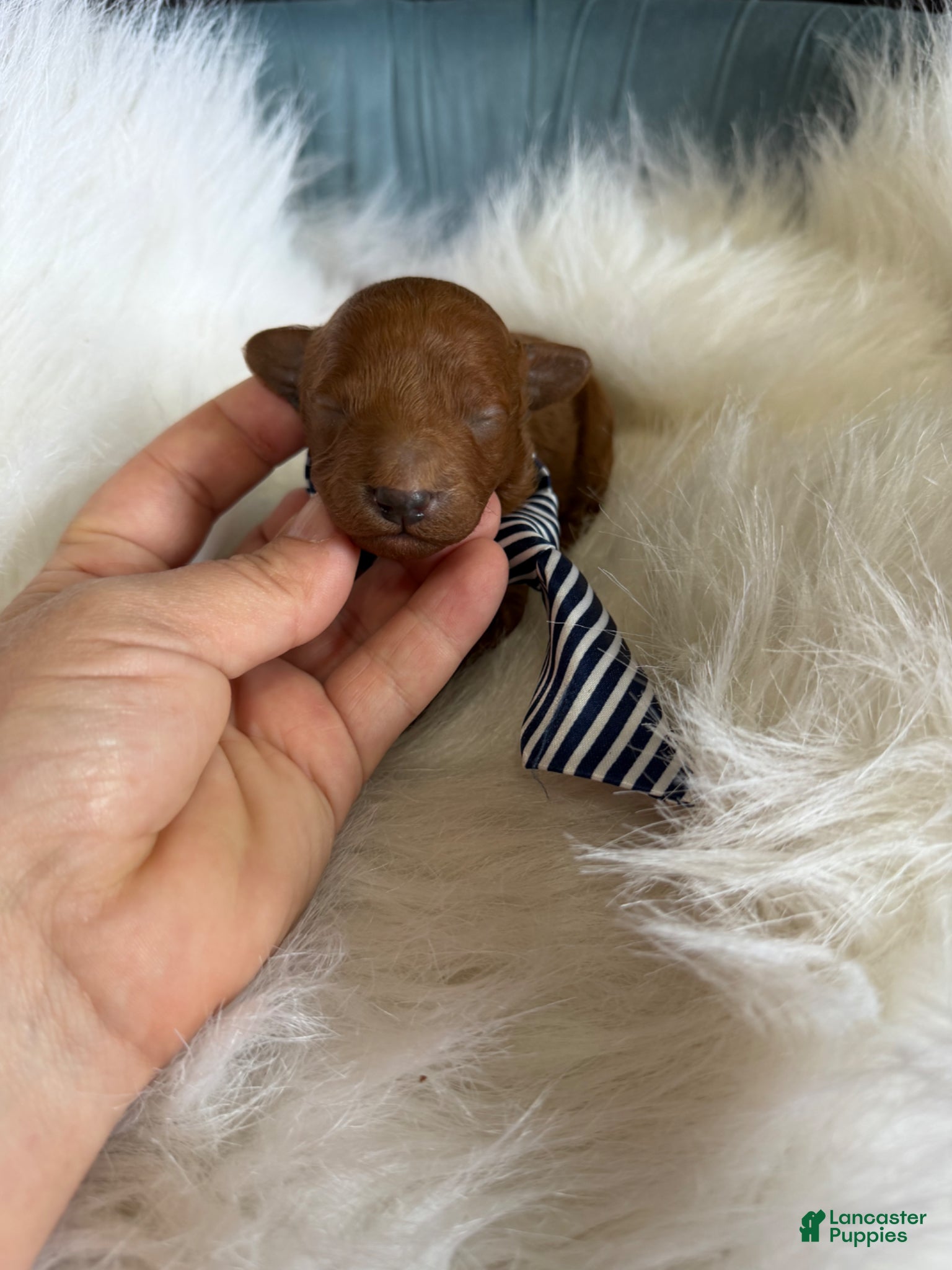 Toy Poodle dogs for sale: Akc Bred the Color Red Boy - Ad 14
