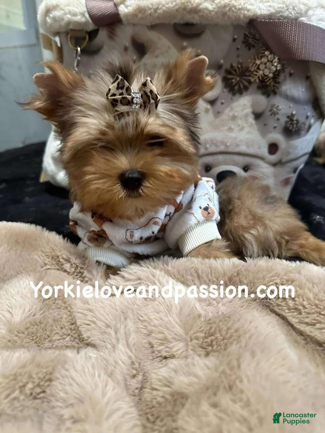 Yorkshire Terrier dogs for sale: Yorkshire Terrier Puppy 1 - Ad 6