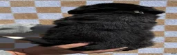 Bernese Mountain Dog dogs for sale: Mr Black - Ad 6