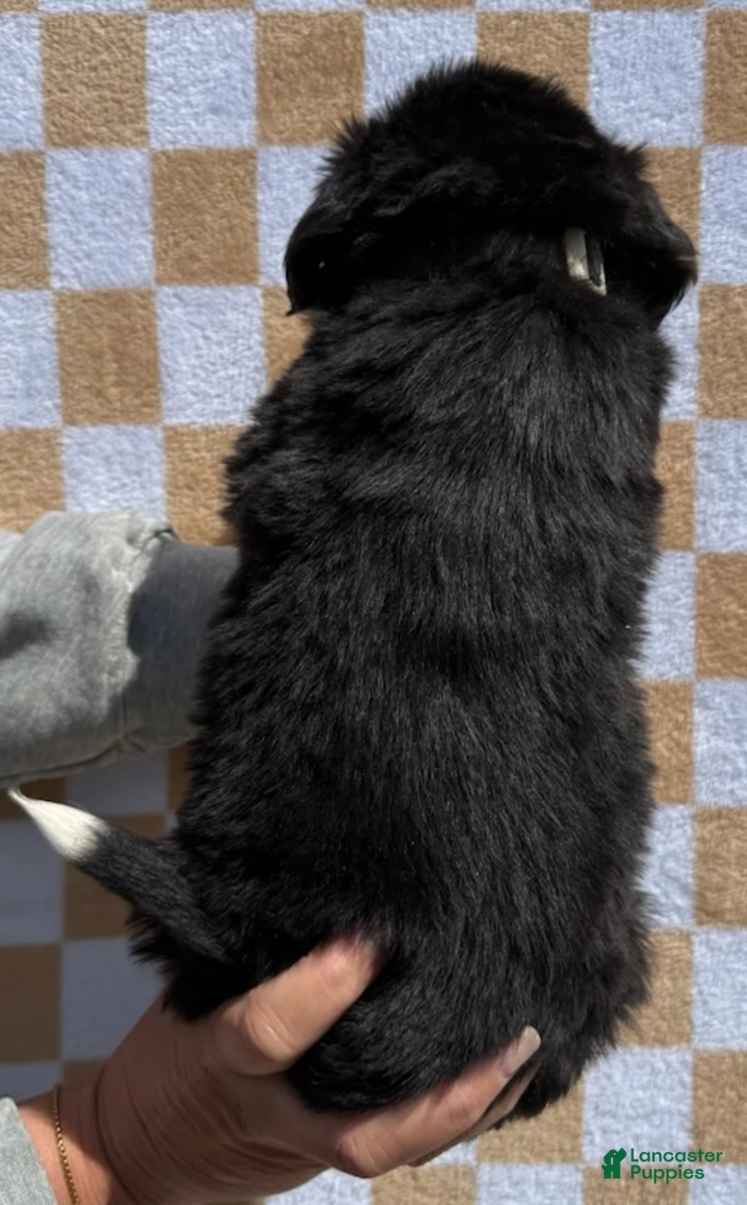 Bernese Mountain Dog dogs for sale: Mr Black - Ad 6