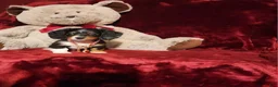 Miniature Dachshund dogs for sale: *RENO* - Ad 2
