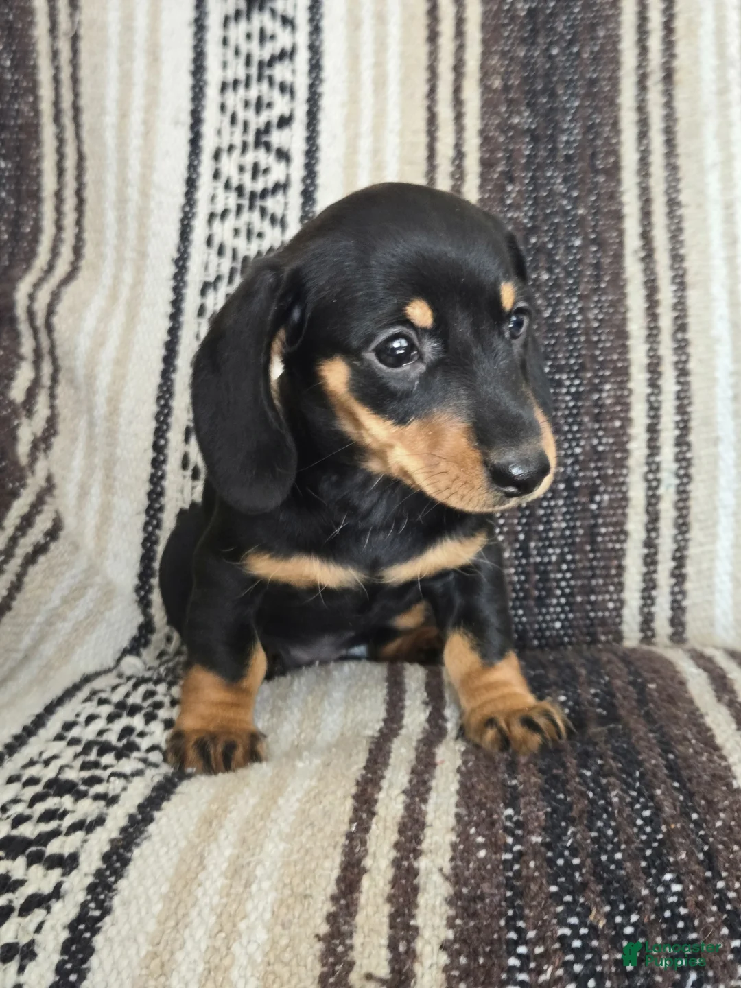 Miniature Dachshund dogs for sale: Emma - Ad 5