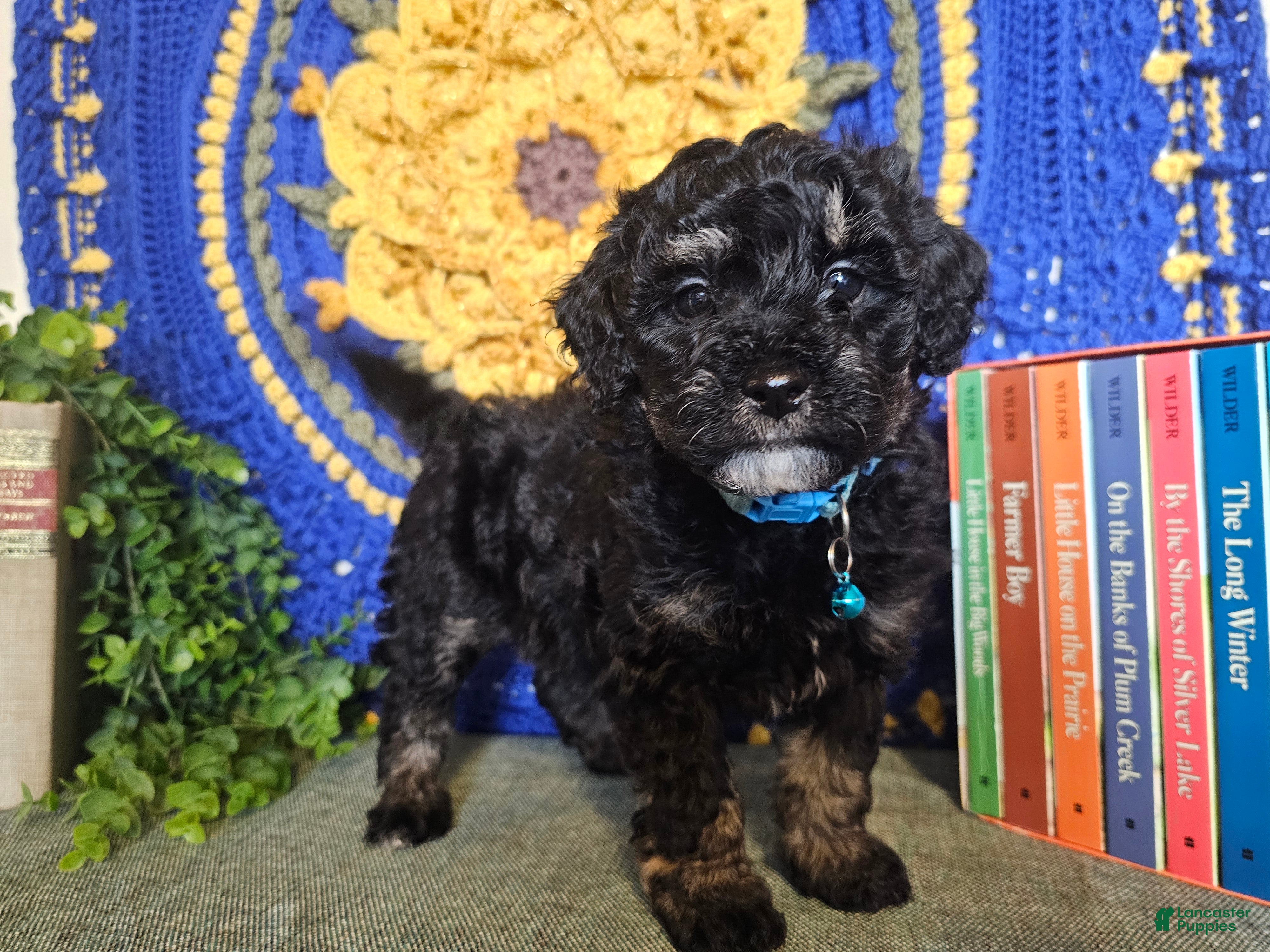 Mini Goldendoodle dogs Blossom - Ad 2