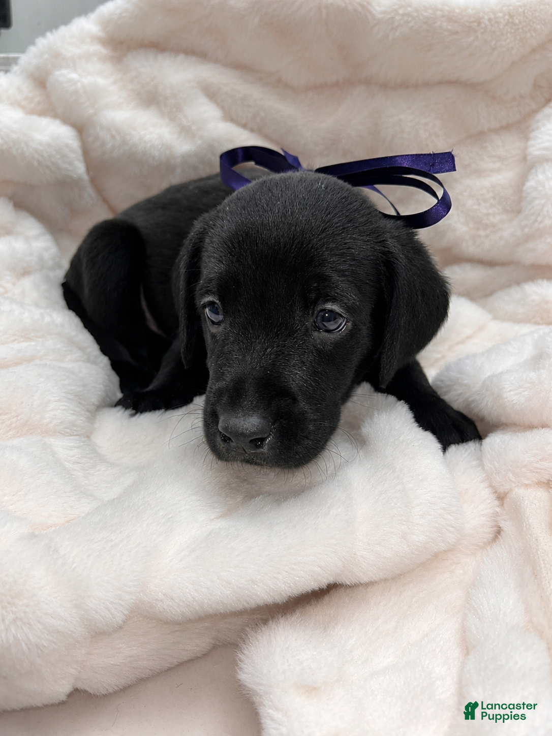 Labrador Retriever dogs Labrador Retriever 1 - Ad 1