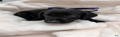 Labrador Retriever 1