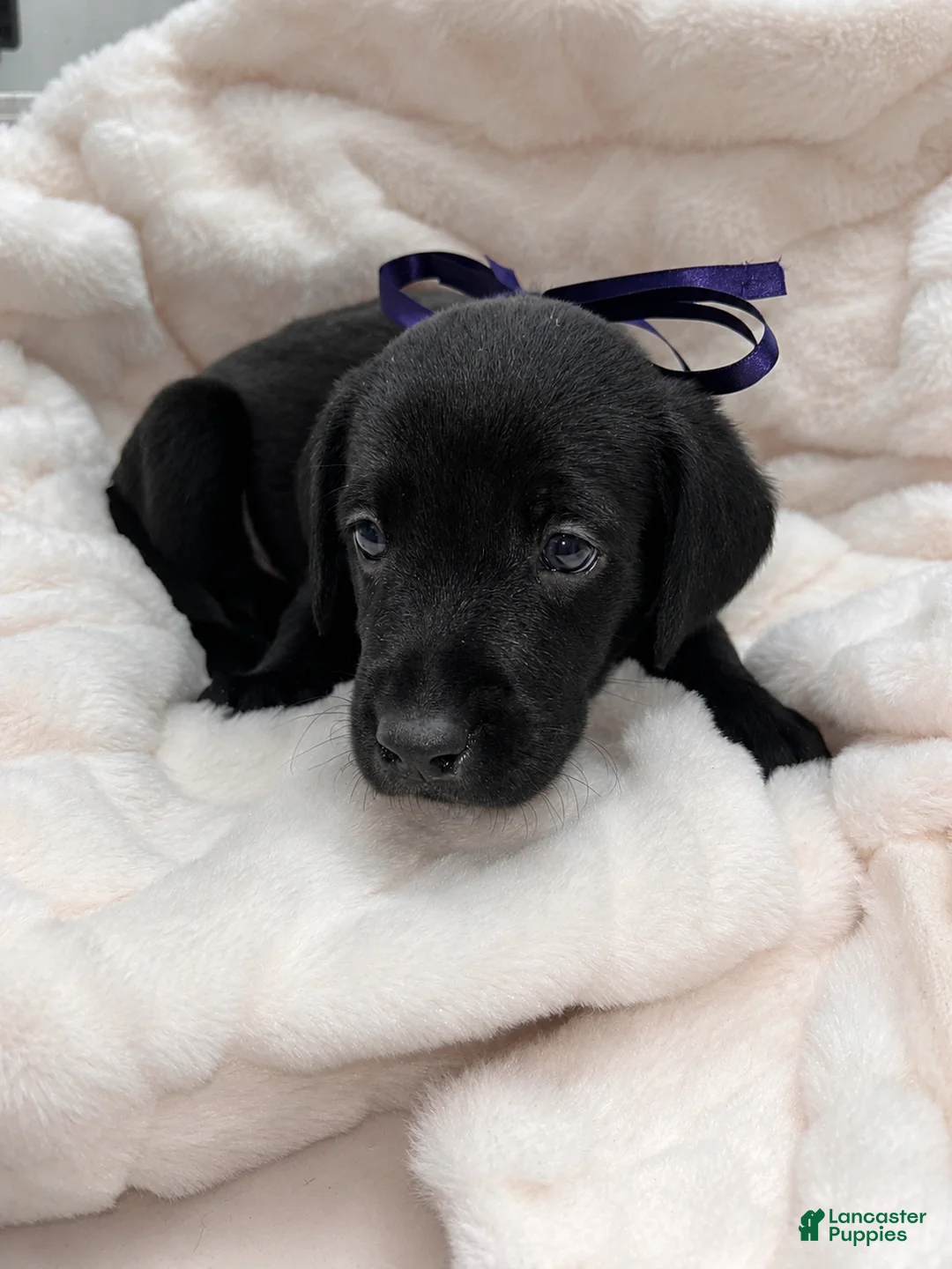 Labrador Retriever dogs for sale: Labrador Retriever 1 - Ad 1