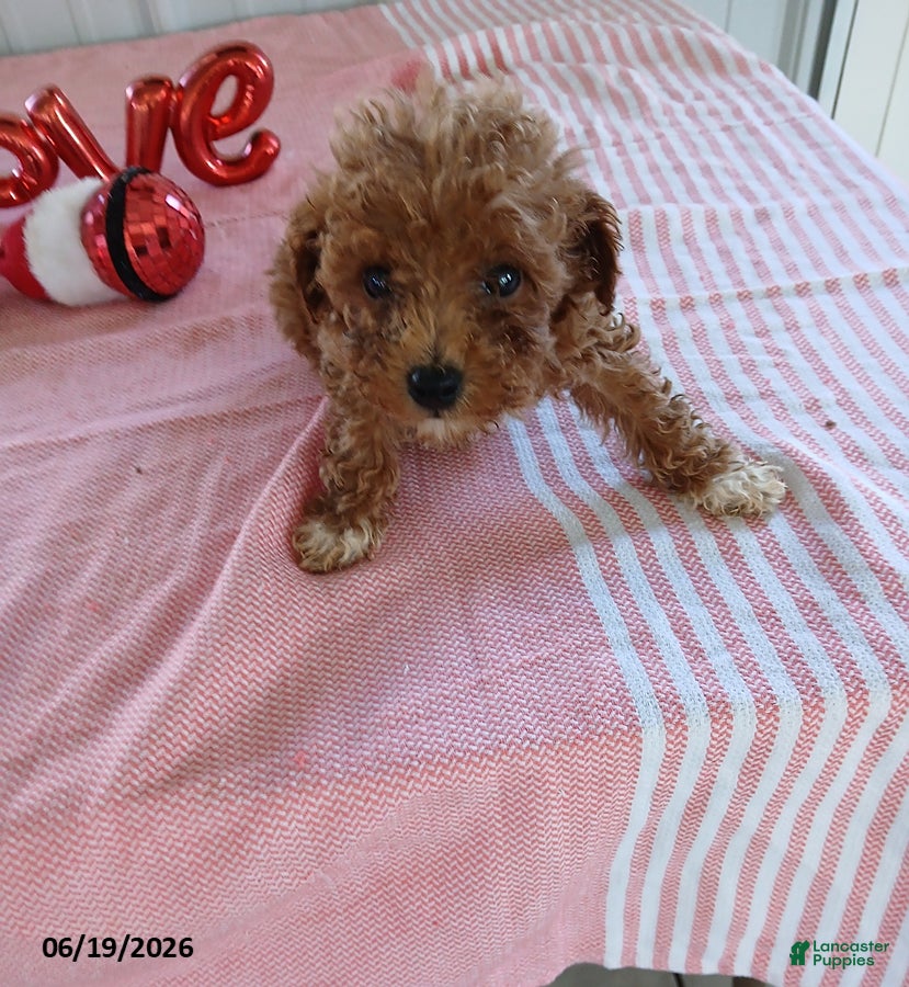 Miniature Poodle dogs Ruthie - Ad 14