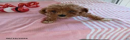 Miniature Poodle dogs for sale: Ruthie - Ad 1