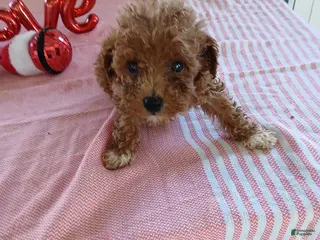 Miniature Poodle dogs Ruthie - Ad 14