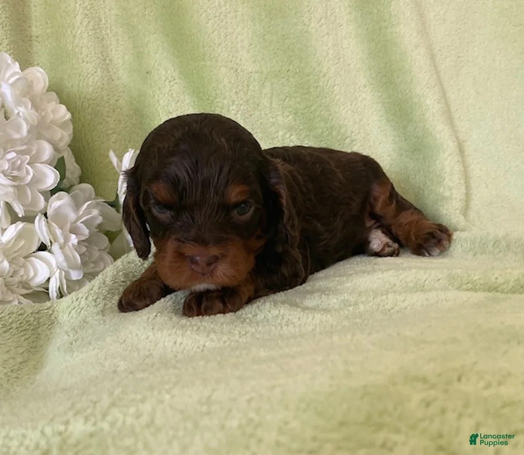 Cavapoo dogs for sale: Nutmeg- chocolate tri - Ad 2
